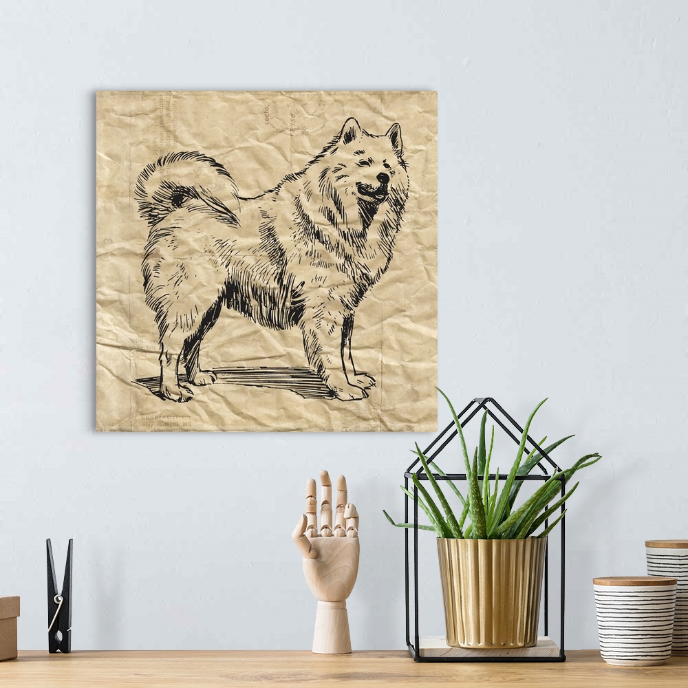 A bohemian room featuring Samoyed dog on crinkled paper.