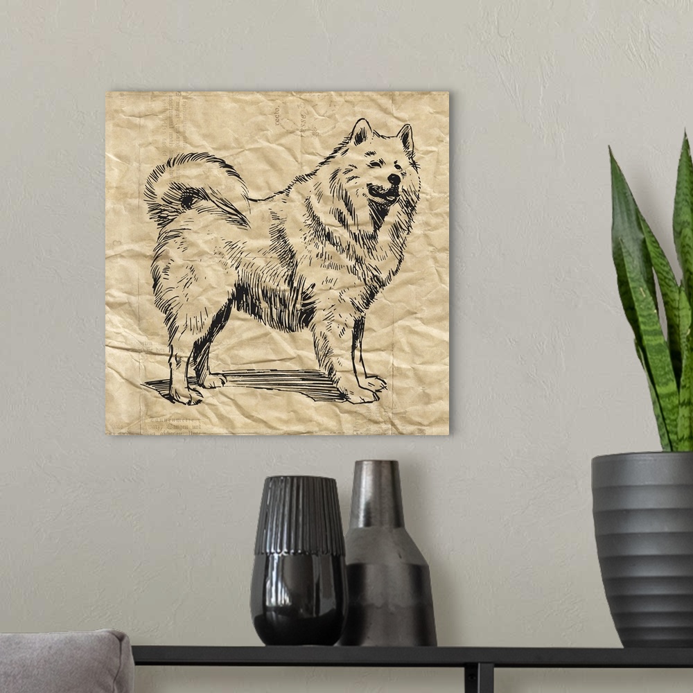 A modern room featuring Samoyed dog on crinkled paper.
