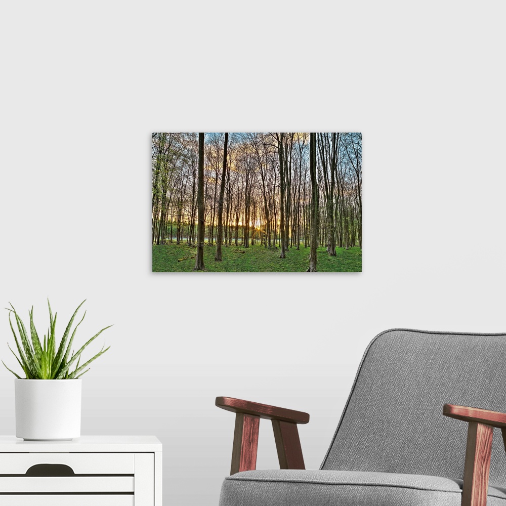 A modern room featuring horizontal photograph of a forest of trees with the sun setting in the distance.
