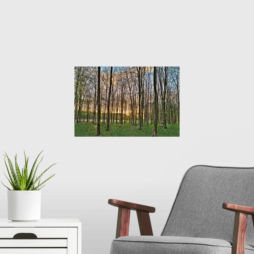 A modern room featuring horizontal photograph of a forest of trees with the sun setting in the distance.