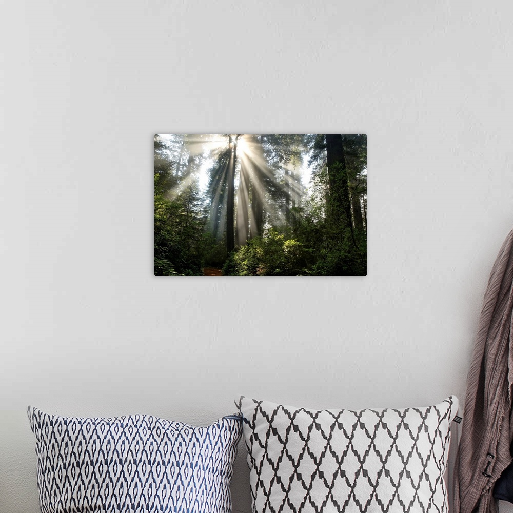 A bohemian room featuring Photograph of the sun beaming through the tall trees in a forest with a path near by.