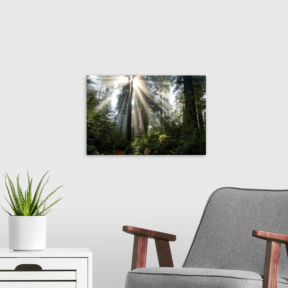 A modern room featuring Photograph of the sun beaming through the tall trees in a forest with a path near by.