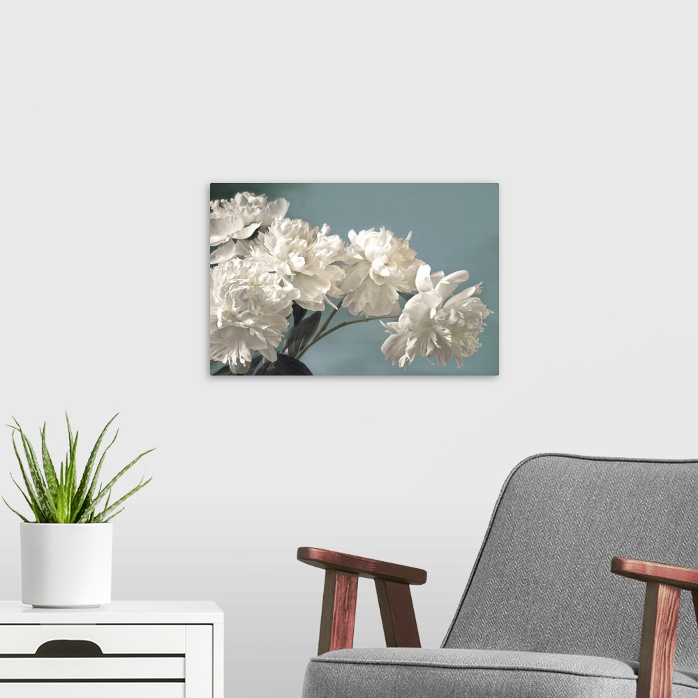 A modern room featuring Photograph of large white blooms against a light blue background.