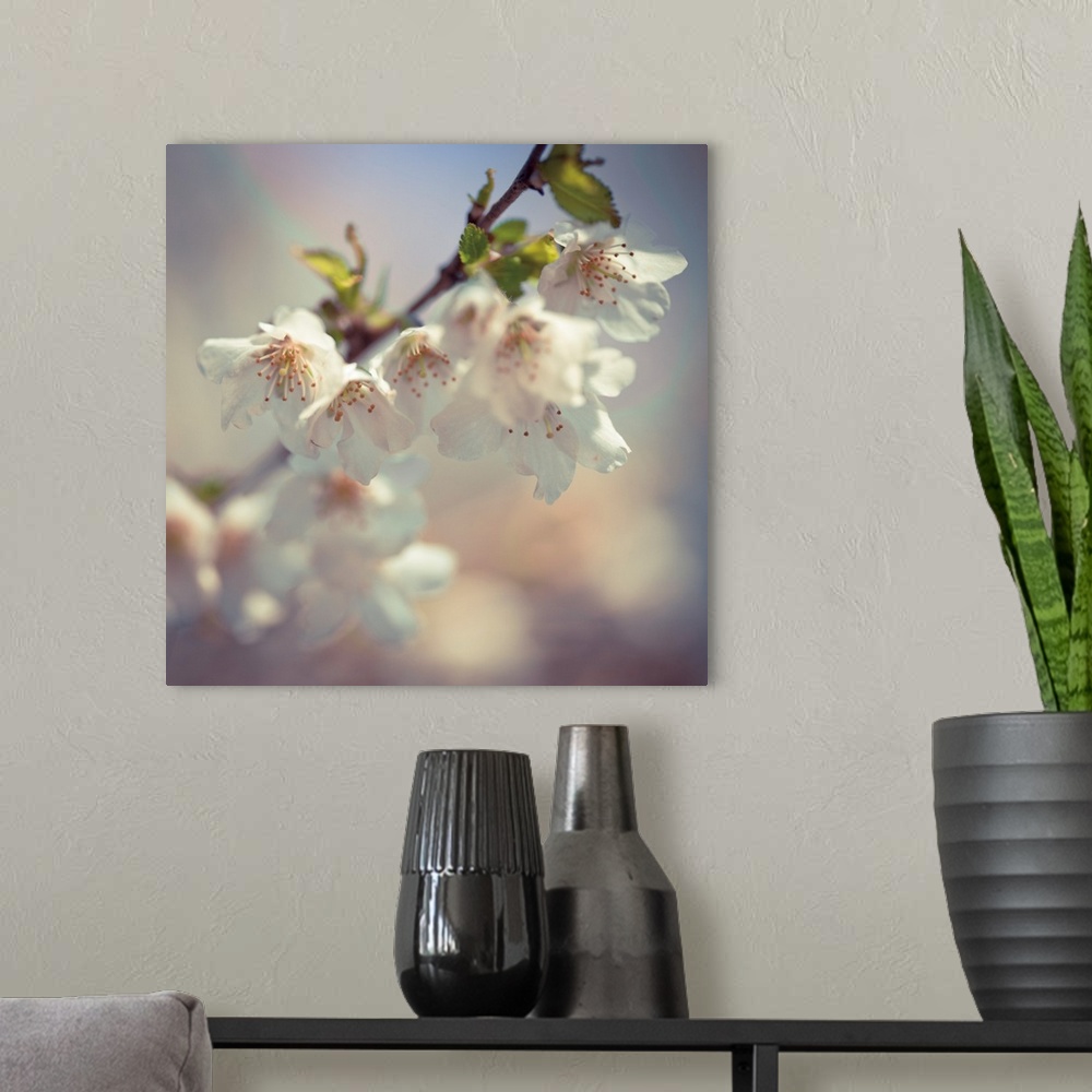 A modern room featuring Square photograph of a branch of white apple blossoms.