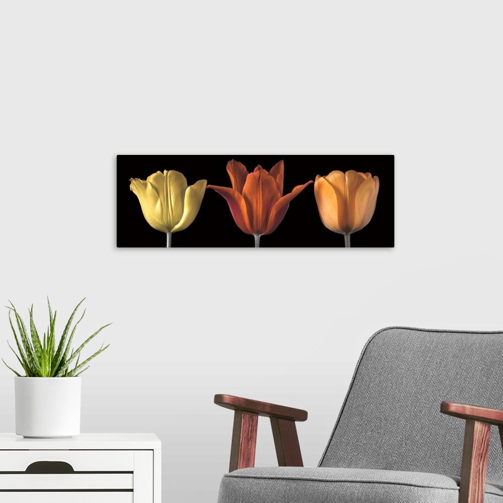 A modern room featuring A photo of three tulips in yellow, red and orange.