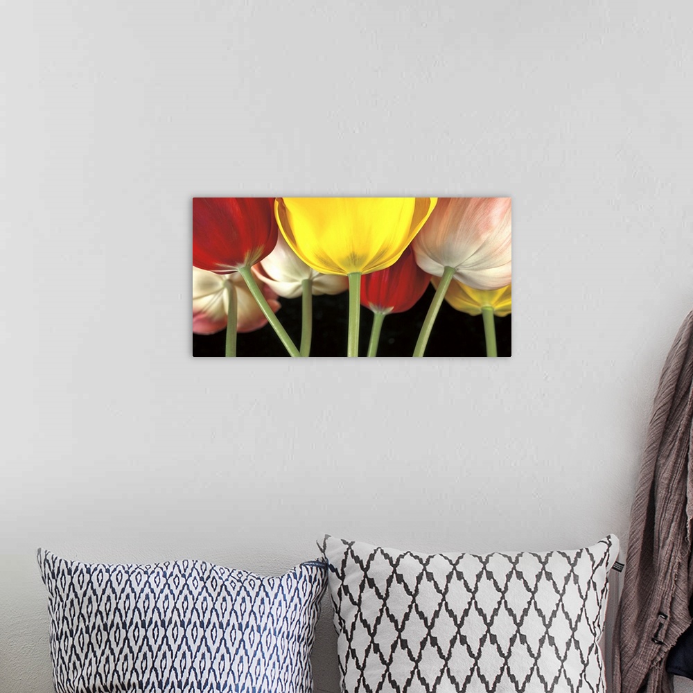 A bohemian room featuring A photograph close-up of the stems of tulips of varies colors.