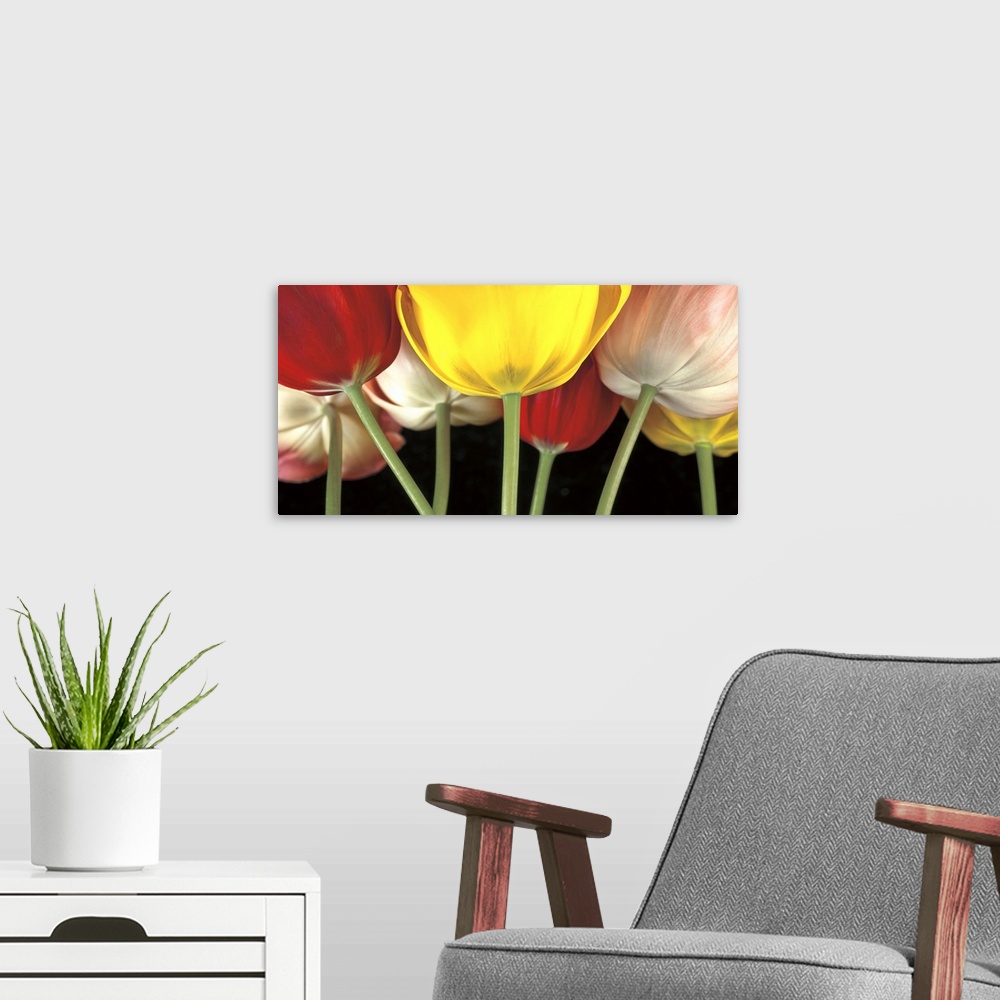 A modern room featuring A photograph close-up of the stems of tulips of varies colors.