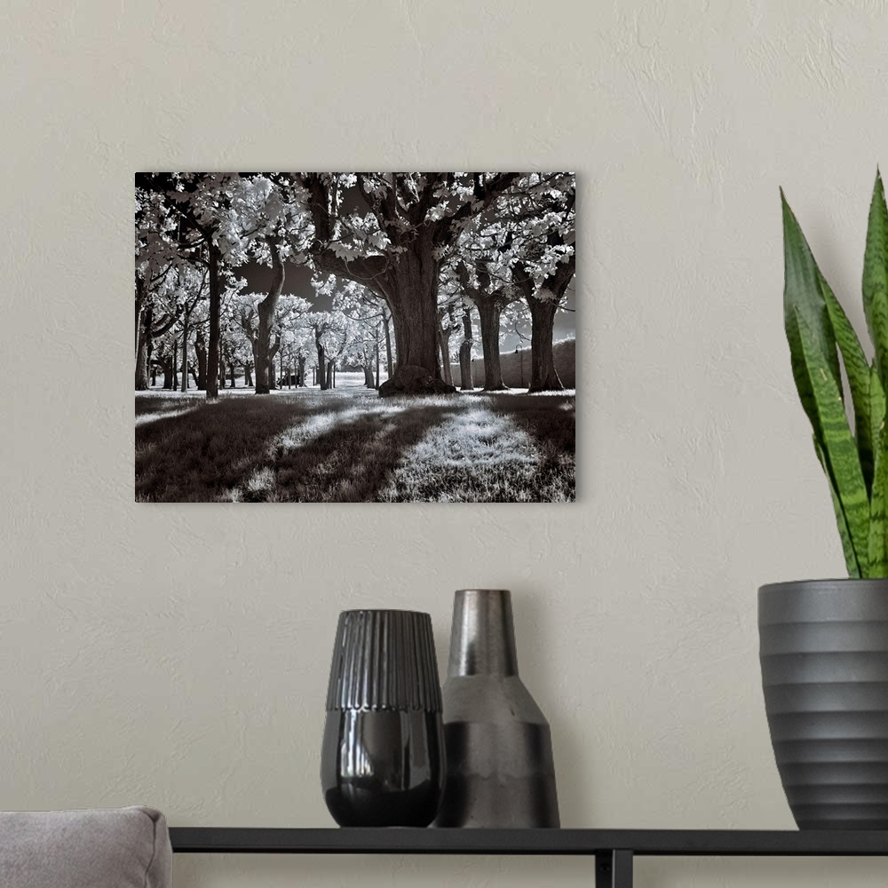 A modern room featuring A black and white infrared image of rows of trees in a park shot in a low angle from below.