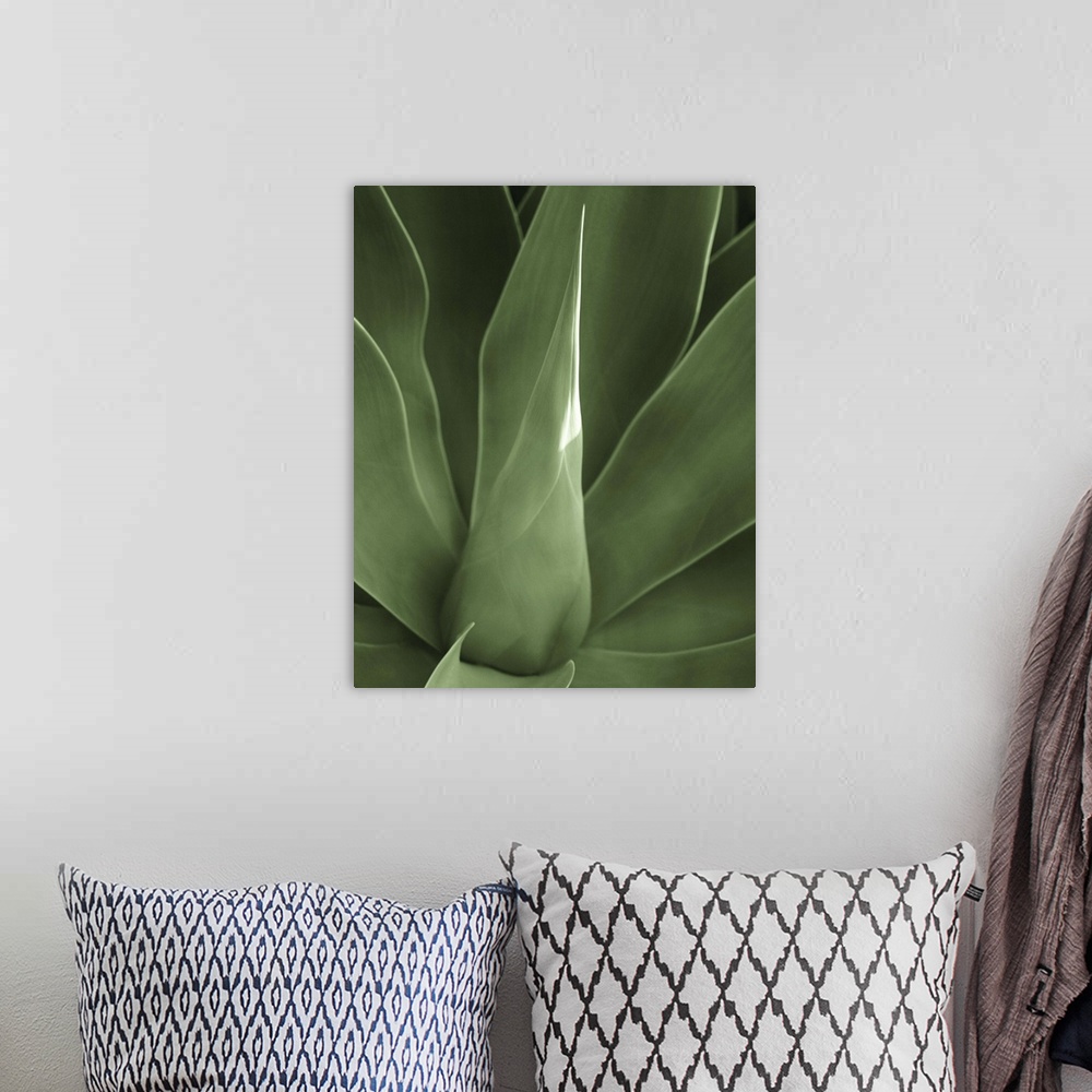 A bohemian room featuring Close up of the broad green leaves of a tropical plant.