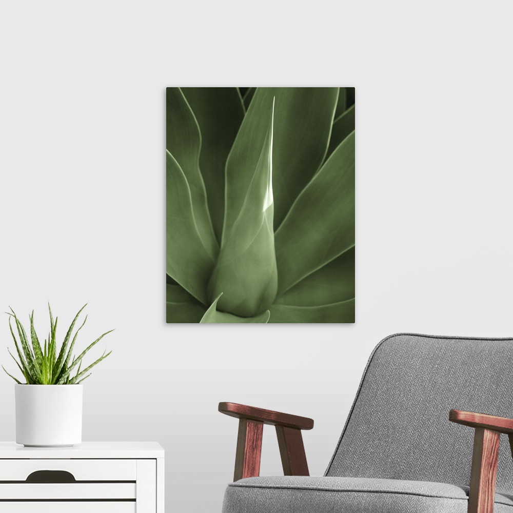 A modern room featuring Close up of the broad green leaves of a tropical plant.