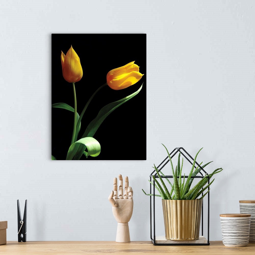 A bohemian room featuring Vertical photograph of two yellow tulips with leaves on a black backdrop.