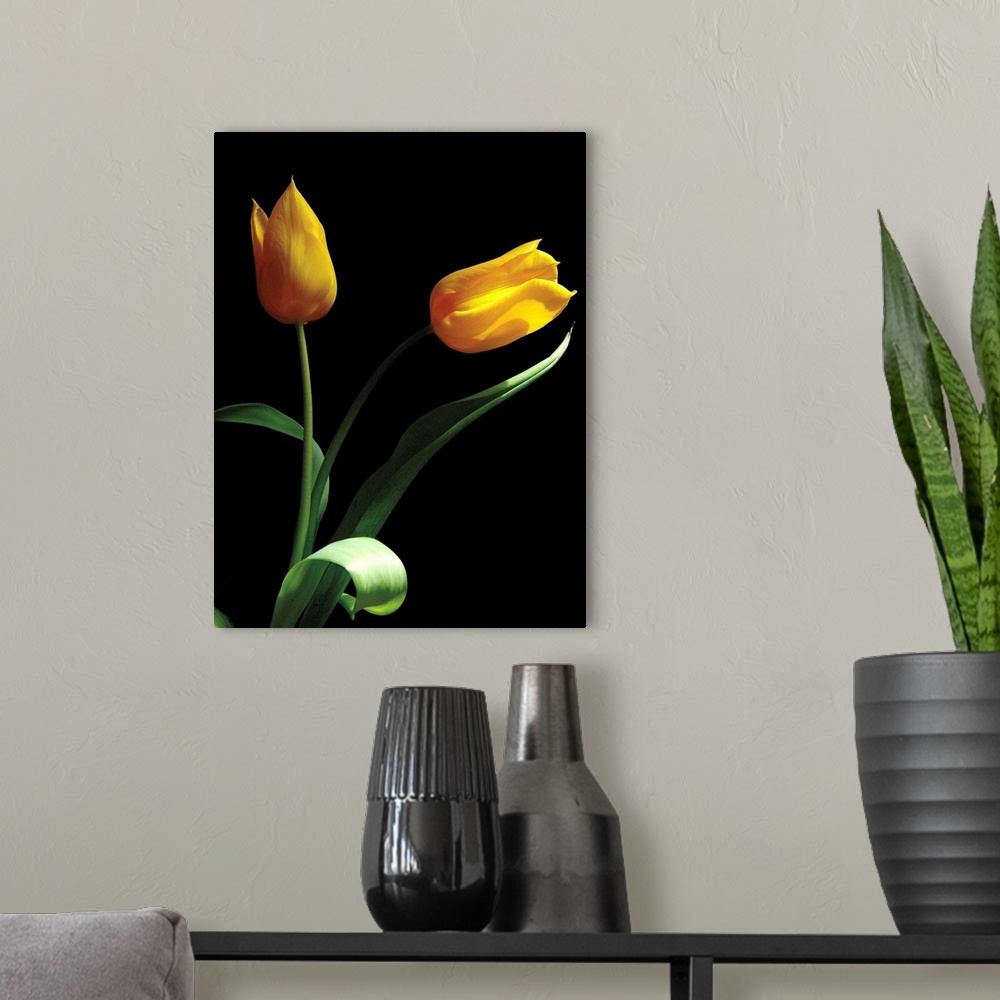A modern room featuring Vertical photograph of two yellow tulips with leaves on a black backdrop.