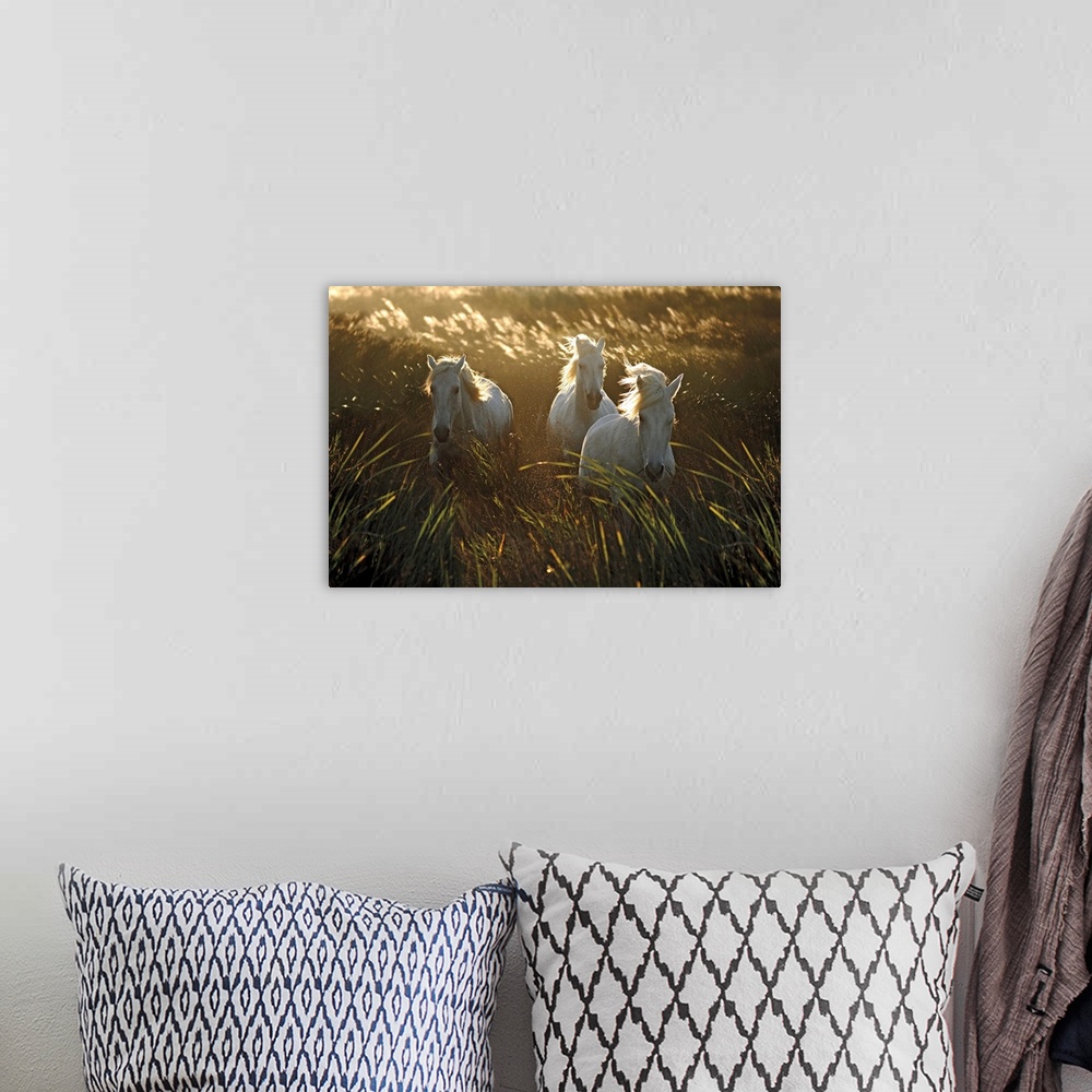 A bohemian room featuring Photograph of three white horse walking through a field of tall grass as the wind blows.