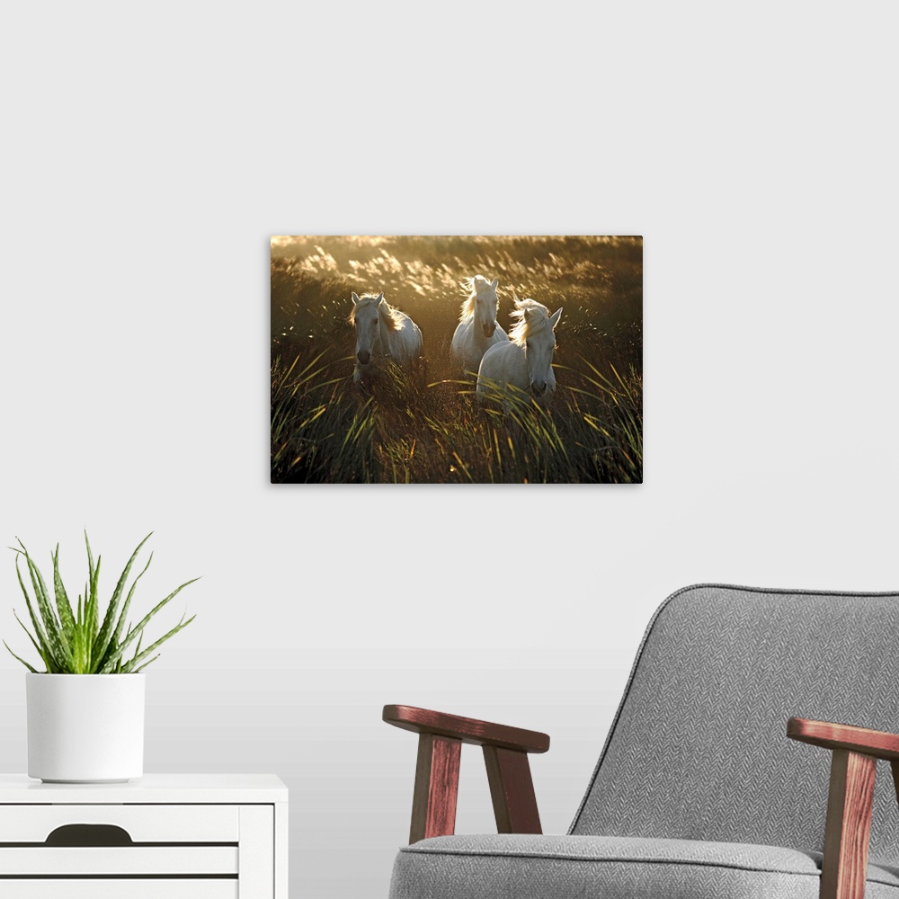 A modern room featuring Photograph of three white horse walking through a field of tall grass as the wind blows.