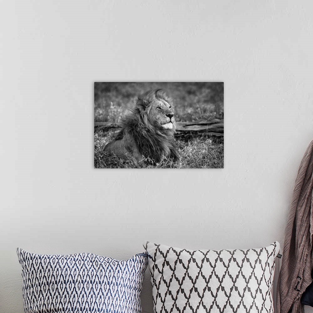 A bohemian room featuring Lion sitting on a dry grass field.