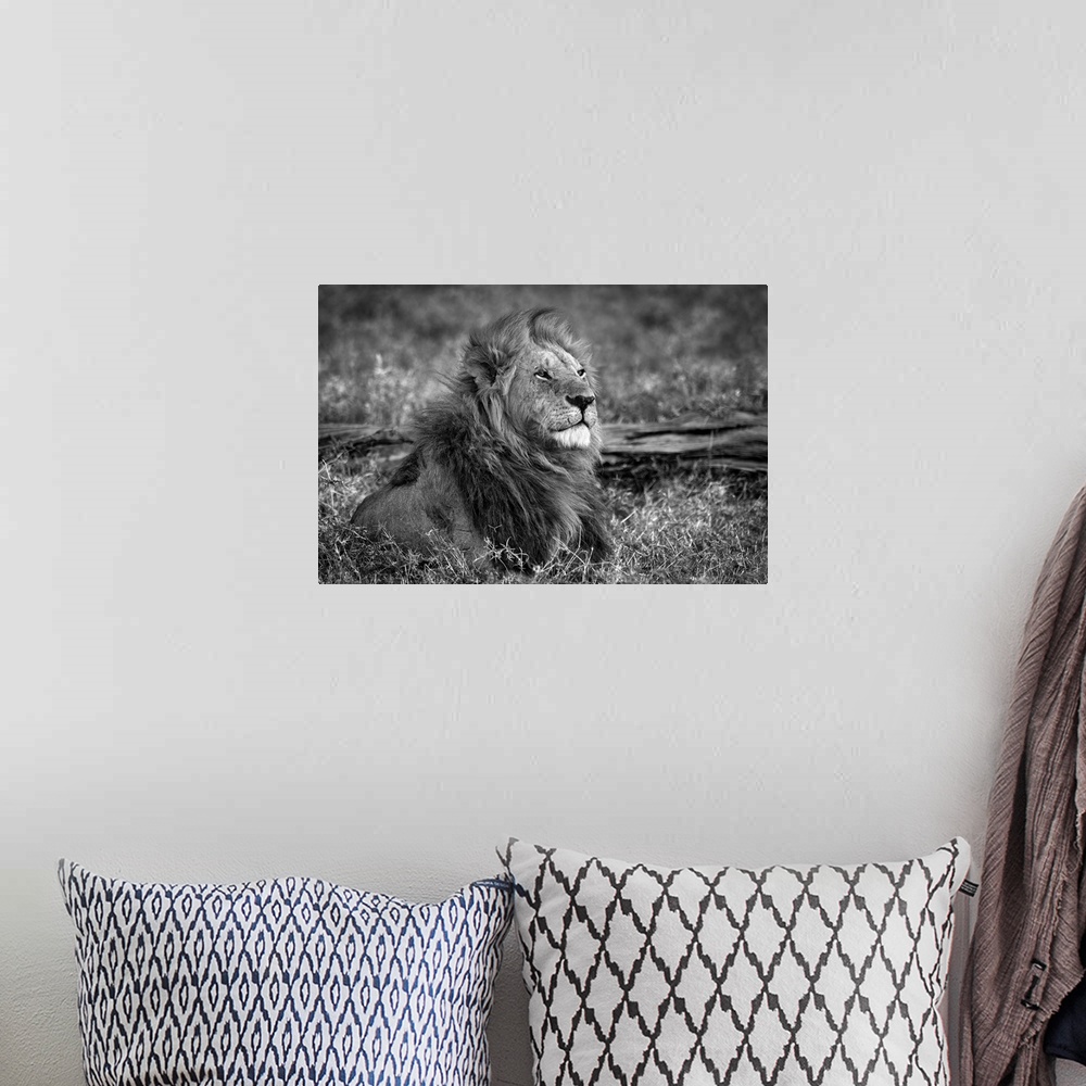 A bohemian room featuring Lion sitting on a dry grass field.