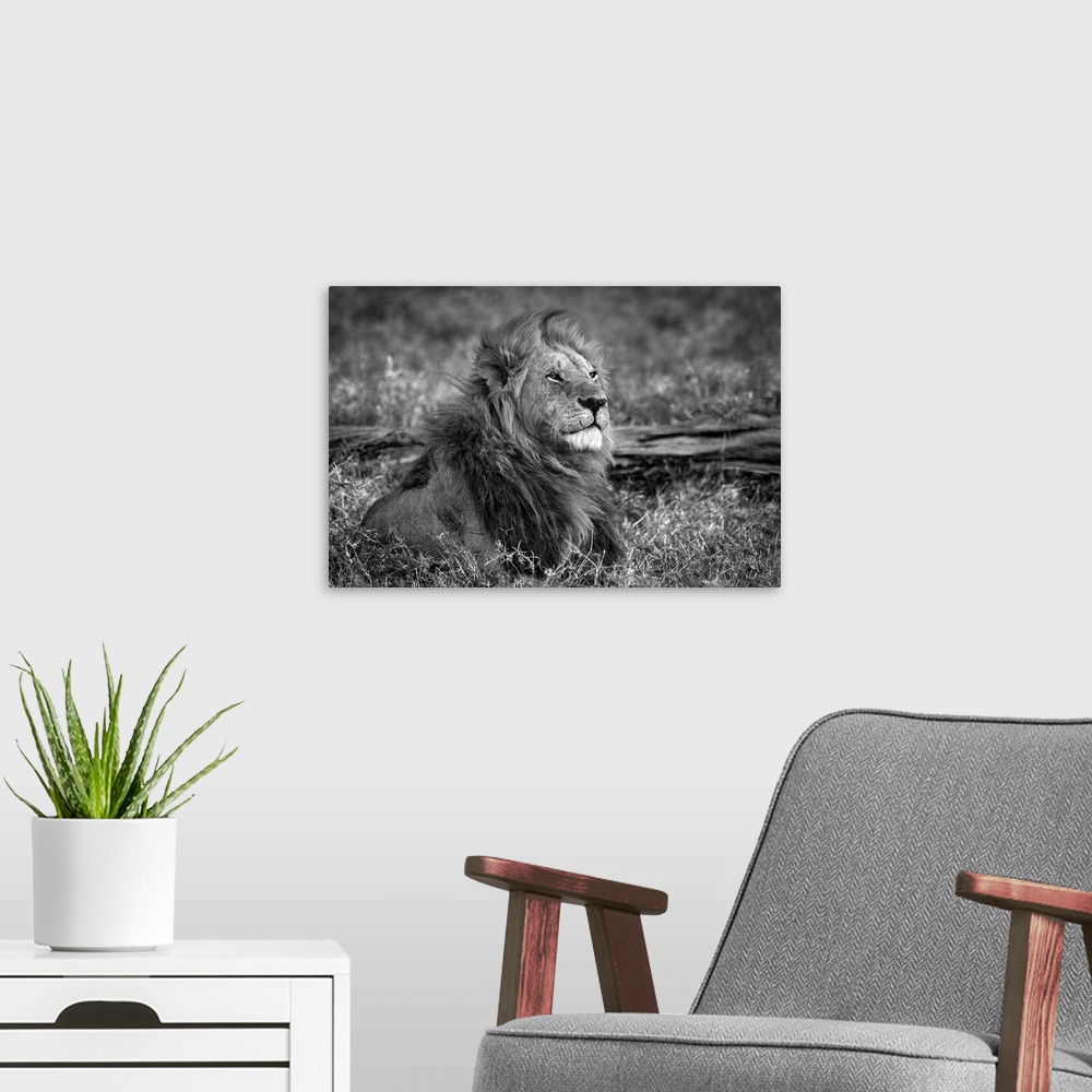 A modern room featuring Lion sitting on a dry grass field.
