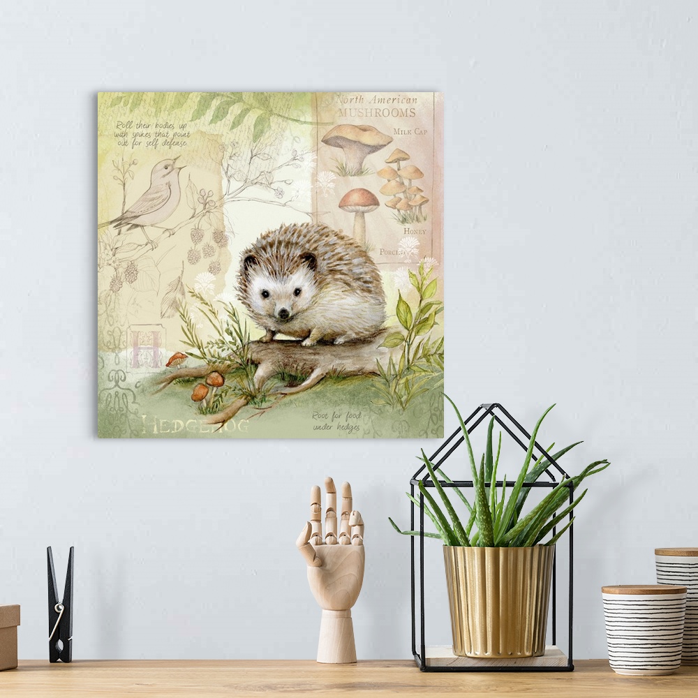 A bohemian room featuring The hedgehog gets star treatment in this nature botanical.
