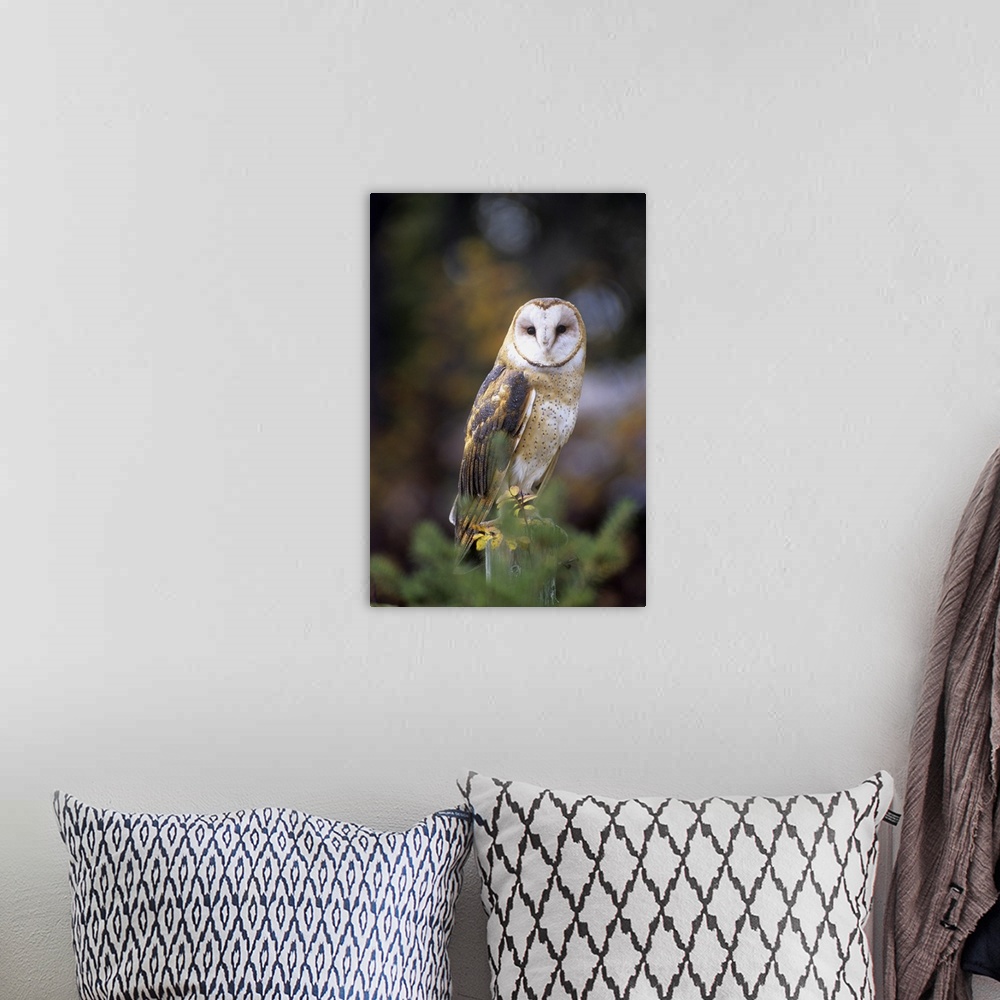 A bohemian room featuring A barn owl on a fence post looking at camera.