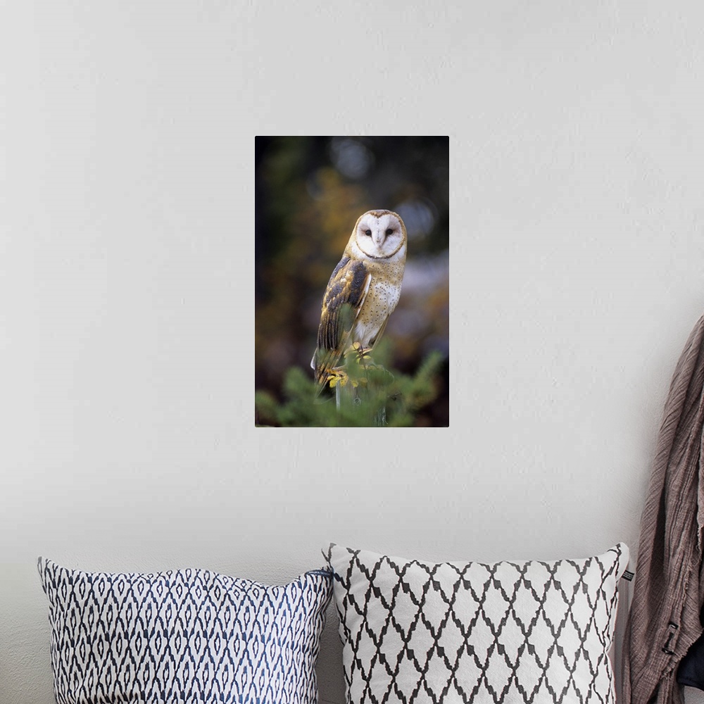 A bohemian room featuring A barn owl on a fence post looking at camera.