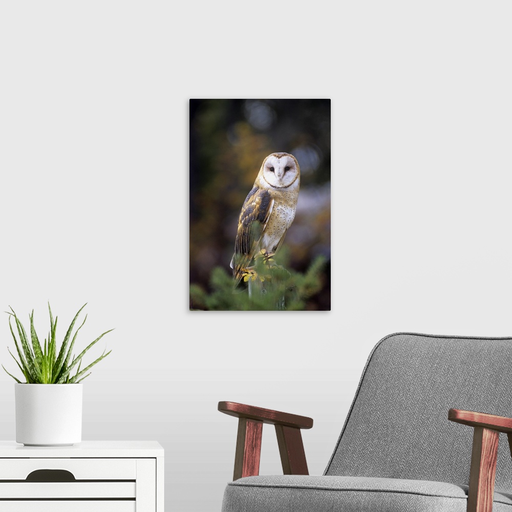 A modern room featuring A barn owl on a fence post looking at camera.