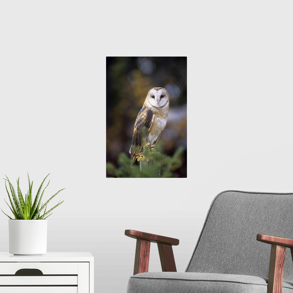 A modern room featuring A barn owl on a fence post looking at camera.