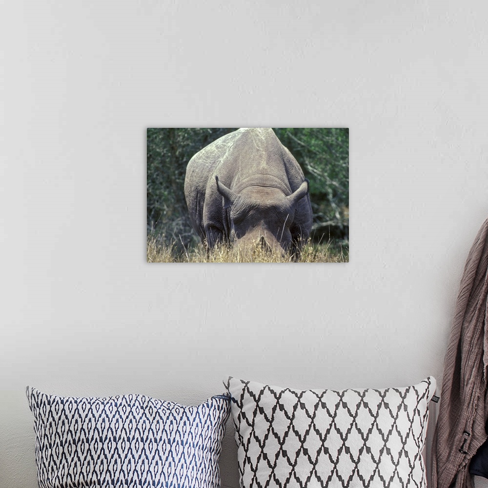 A bohemian room featuring A Black-horned Rhinoceros on Texas ranch, USA.