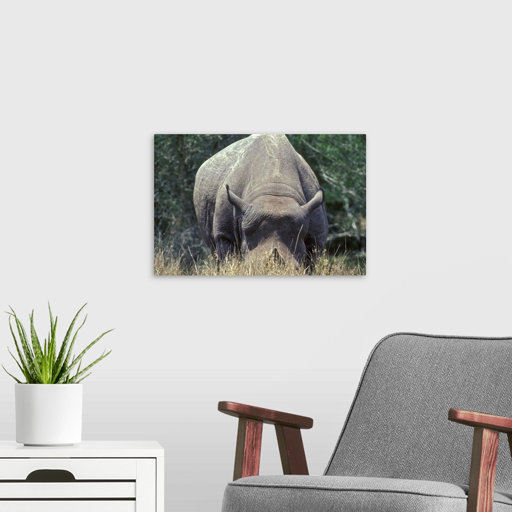 A modern room featuring A Black-horned Rhinoceros on Texas ranch, USA.