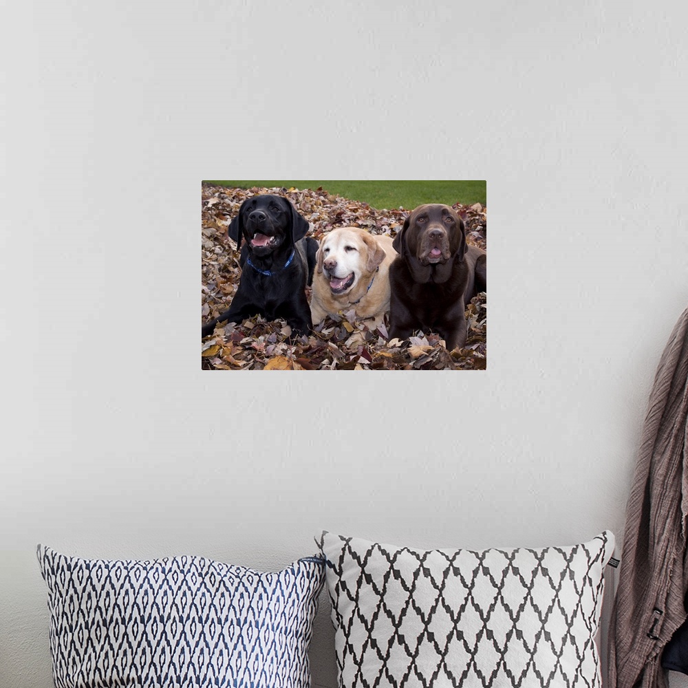 A bohemian room featuring A black, yellow, and chocolate Labrador retriever dog trio in a pile of autumn leaves. (PR) Credi...
