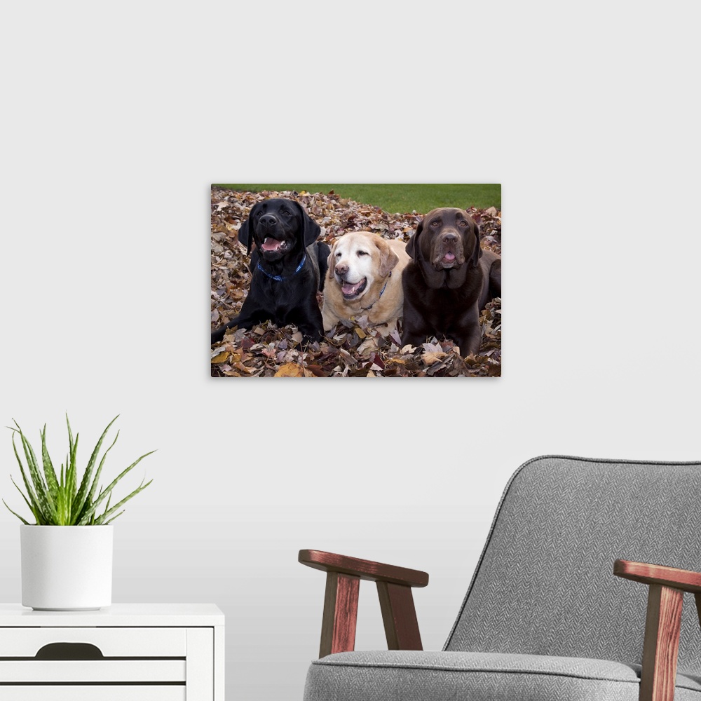 A modern room featuring A black, yellow, and chocolate Labrador retriever dog trio in a pile of autumn leaves. (PR) Credi...