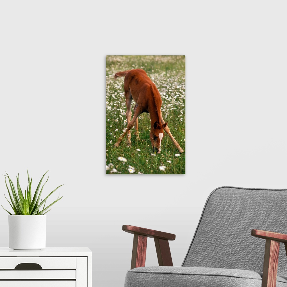 A modern room featuring A brown Arabian foal eating grass amid white wildflowers.