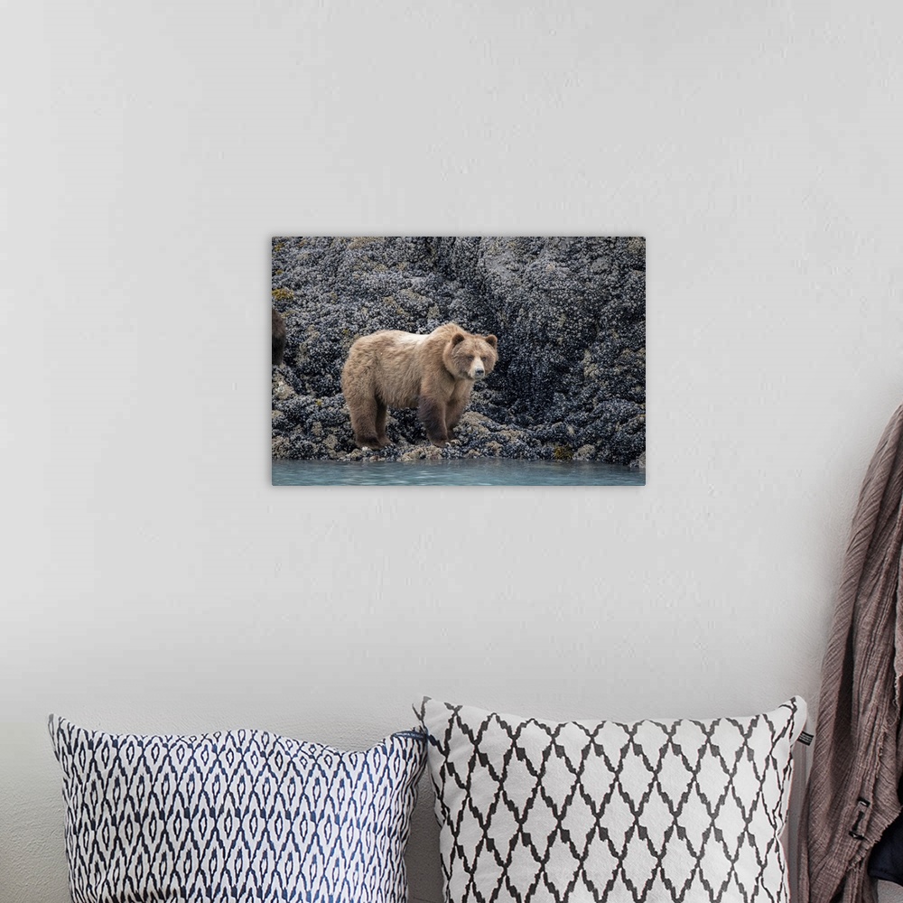 A bohemian room featuring A Brown Bear Looking For Food At Low Tide, Muir Inlet, Glacier Bay