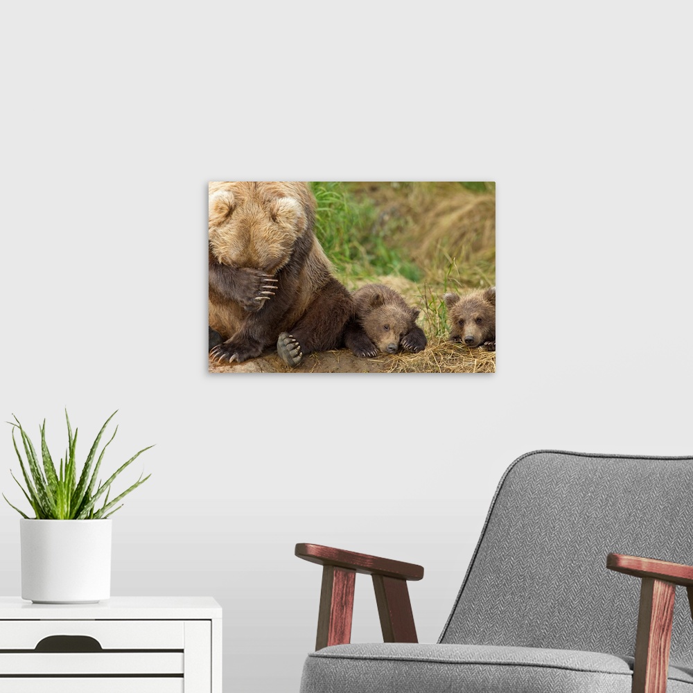 A modern room featuring A Brown Bear Mother And Her Cubs Resting On The Bank Of Grizzly Creek In Katmai National Park, So...