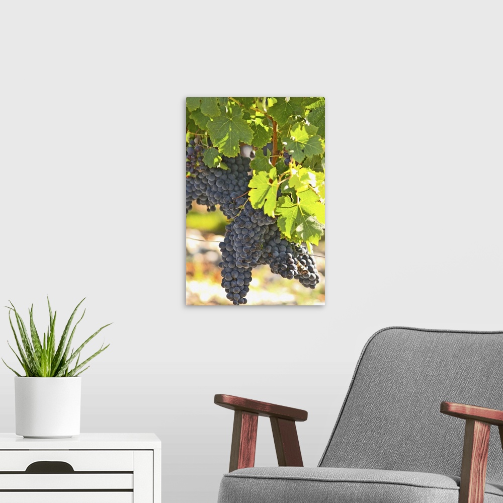 A modern room featuring A cabernet Sauvignon vine, circa 35 years old with ripe grape bunches  - Chateau Belgrave, Haut-M...