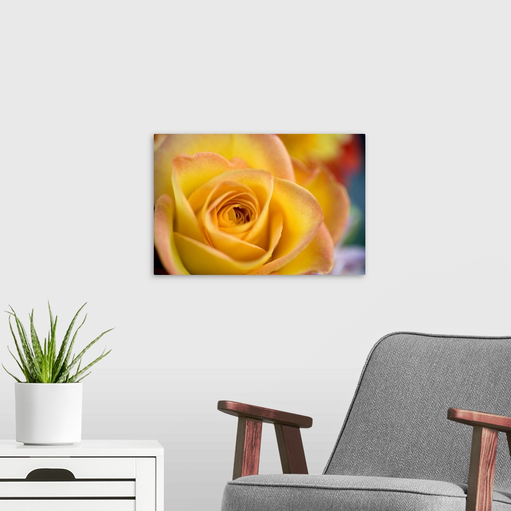 A modern room featuring USA, Oregon, Bend. A close-up of a yellow rose reveals delicate pink petal tips in Bend, Oregon.