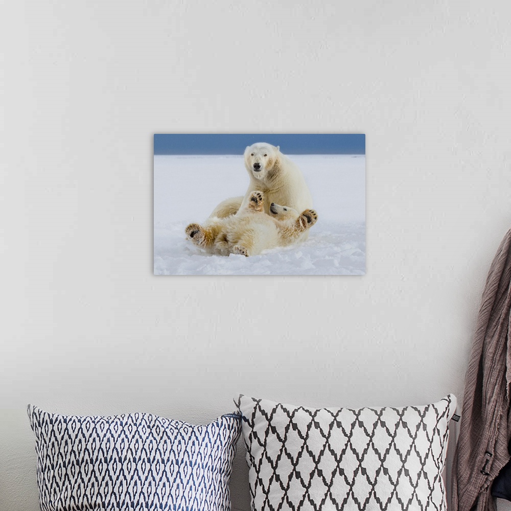 A bohemian room featuring A female polar bear and her cub play in the snow at the edge of the Beaufort Sea ice pack, in ANW...