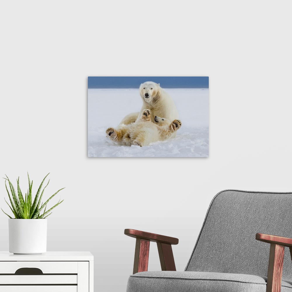 A modern room featuring A female polar bear and her cub play in the snow at the edge of the Beaufort Sea ice pack, in ANW...