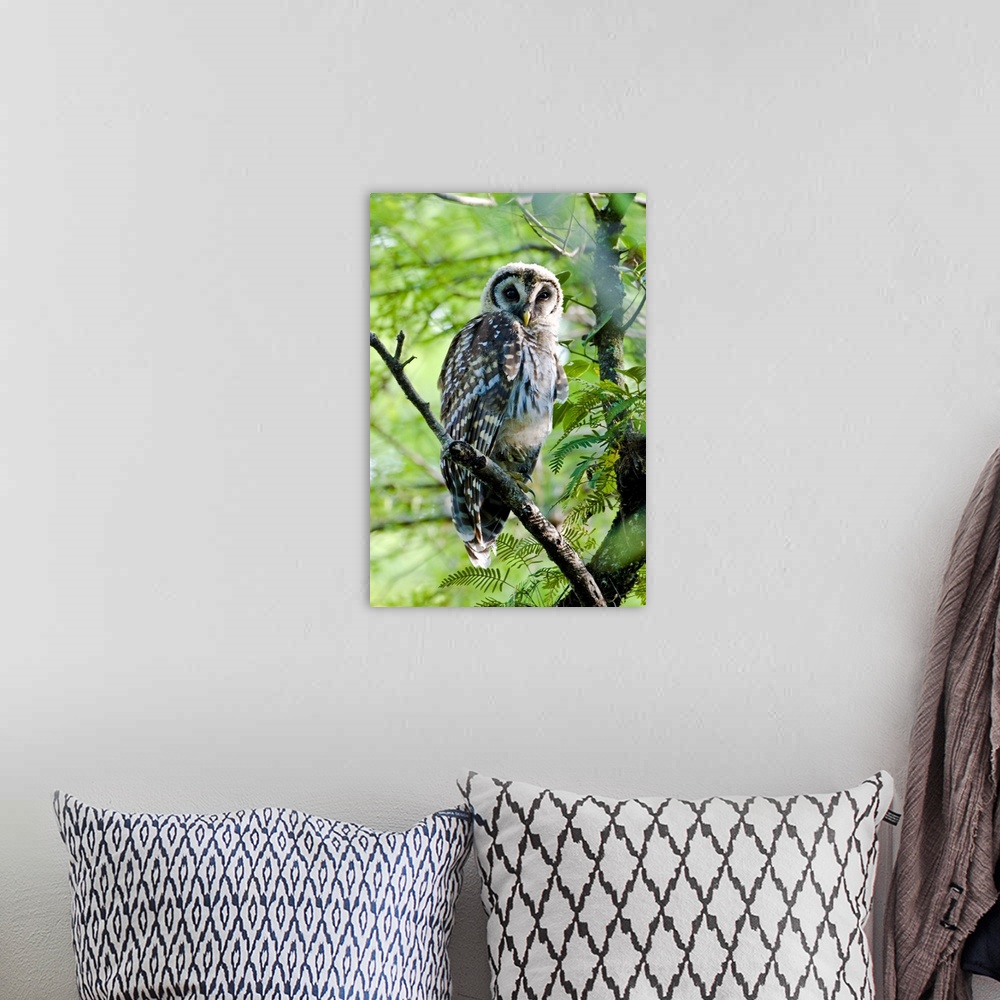 A bohemian room featuring A fledgling barred owl is perched in a bald cypress tree within the Big Cypress National Preserve.