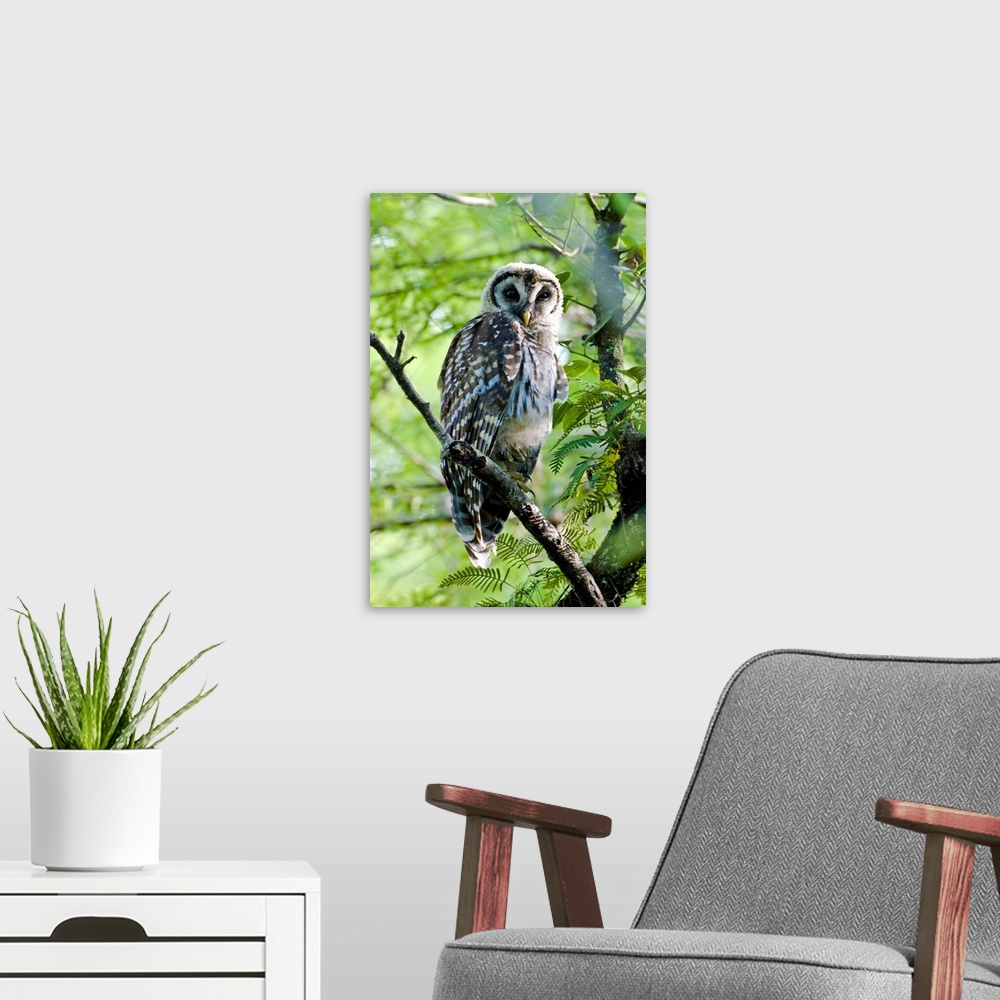 A modern room featuring A fledgling barred owl is perched in a bald cypress tree within the Big Cypress National Preserve.