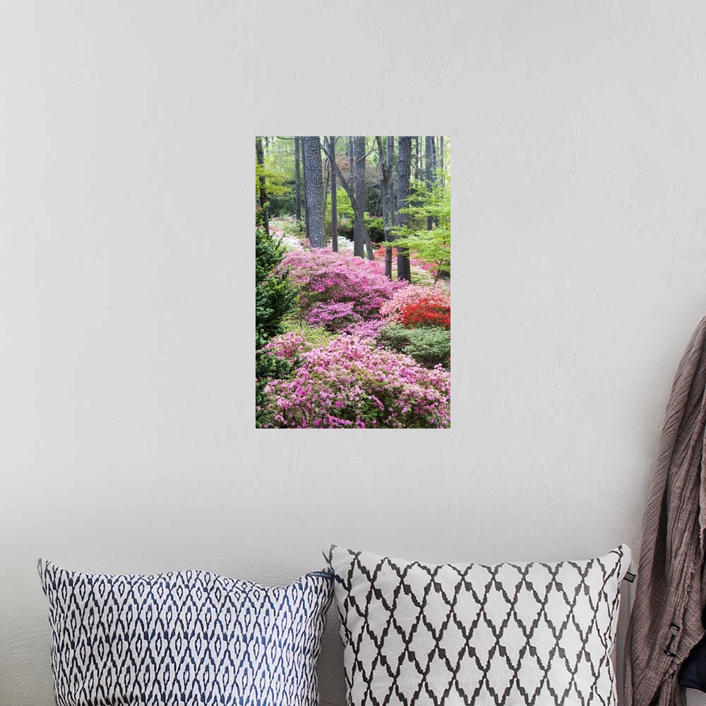 A bohemian room featuring USA, Georgia, Pine Mountain. A forest of azaleas and rhododendrons.