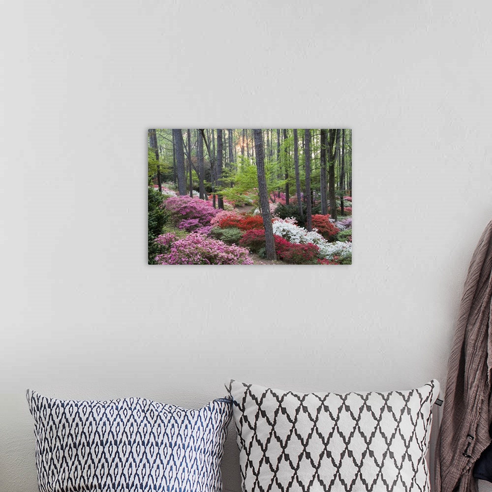 A bohemian room featuring USA, Georgia, Pine Mountain. A forest of azaleas and rhododendrons.
