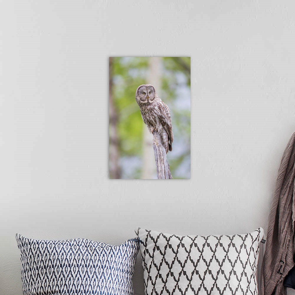 A bohemian room featuring USA, Wyoming, Grand Teton National Park, a Great Gray Owl perches on a stump.