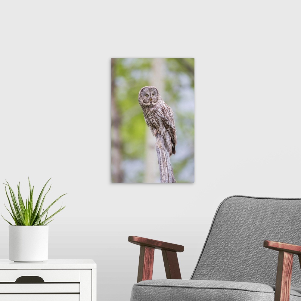 A modern room featuring USA, Wyoming, Grand Teton National Park, a Great Gray Owl perches on a stump.