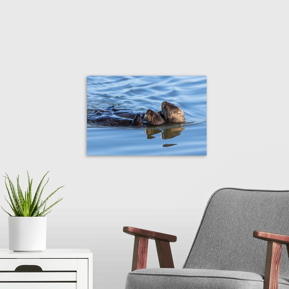 A modern room featuring A juvenile and mother sea otter float together serenely in Moss Landing Harbor, California. Unite...