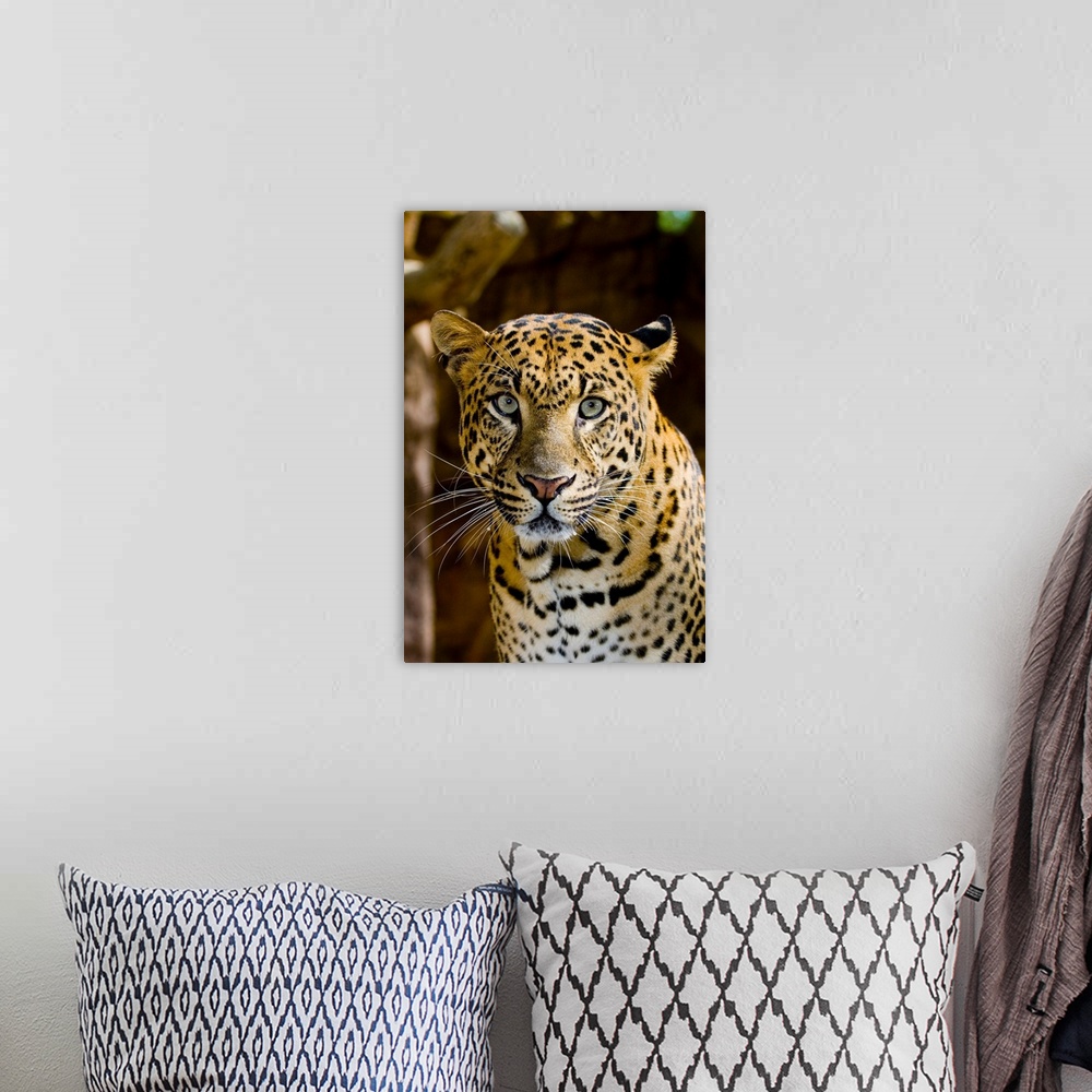 A bohemian room featuring The leopard (Panthera pardus) is an Old World mammal of the Felidae family and the smallest of th...