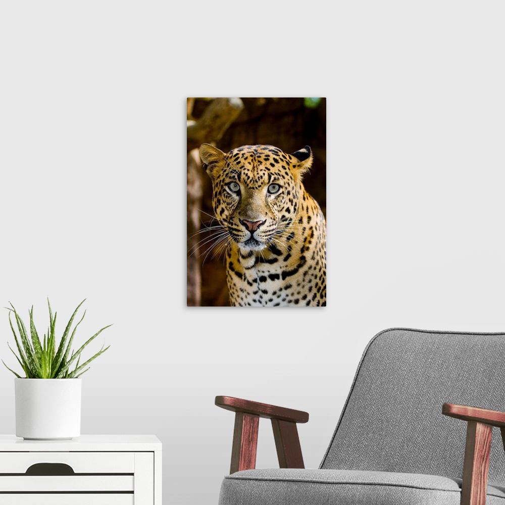 A modern room featuring The leopard (Panthera pardus) is an Old World mammal of the Felidae family and the smallest of th...