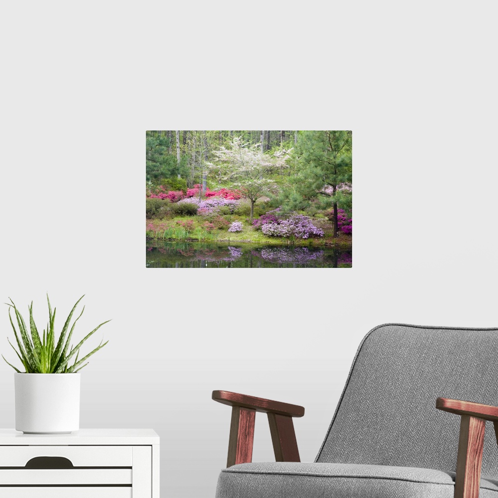 A modern room featuring USA, Georgia, Pine Mountain. A mixture of dogwood and azaleas in the garden.