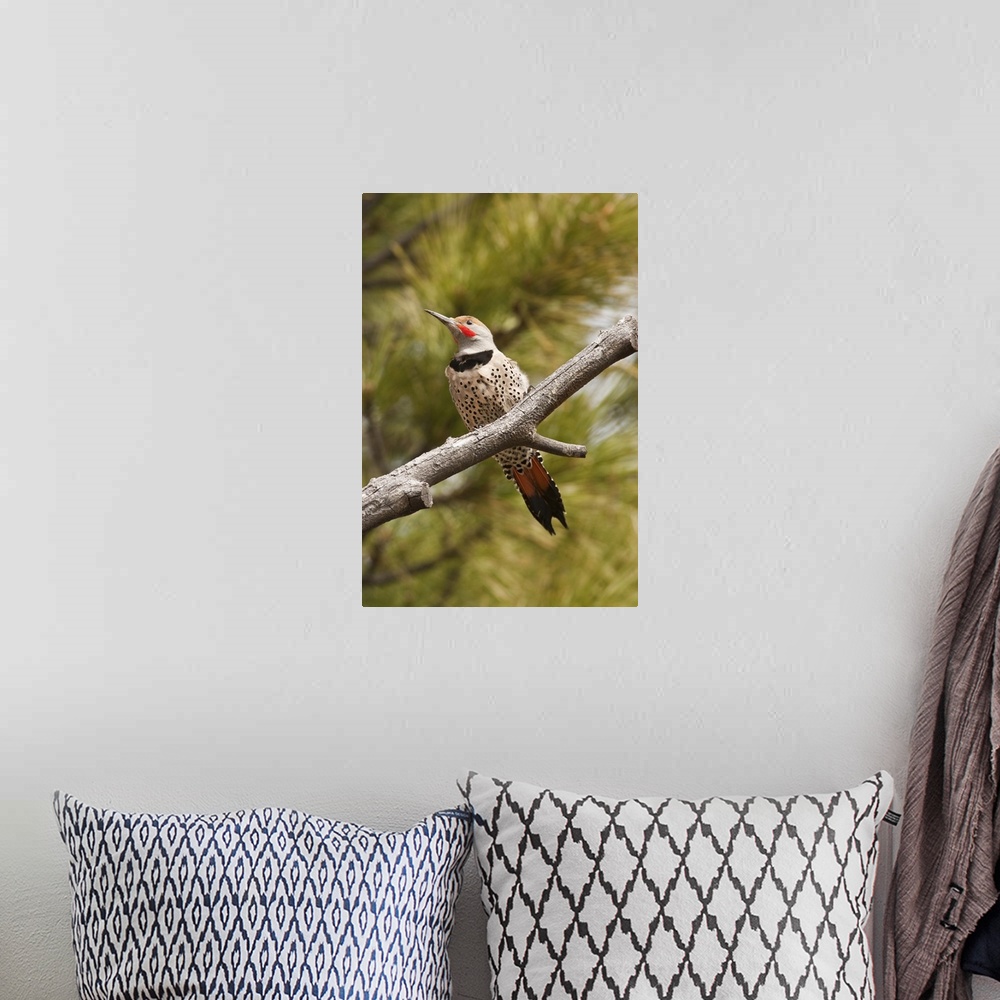 A bohemian room featuring A Northern Flicker (red-shafted) (Colaptes auratus)