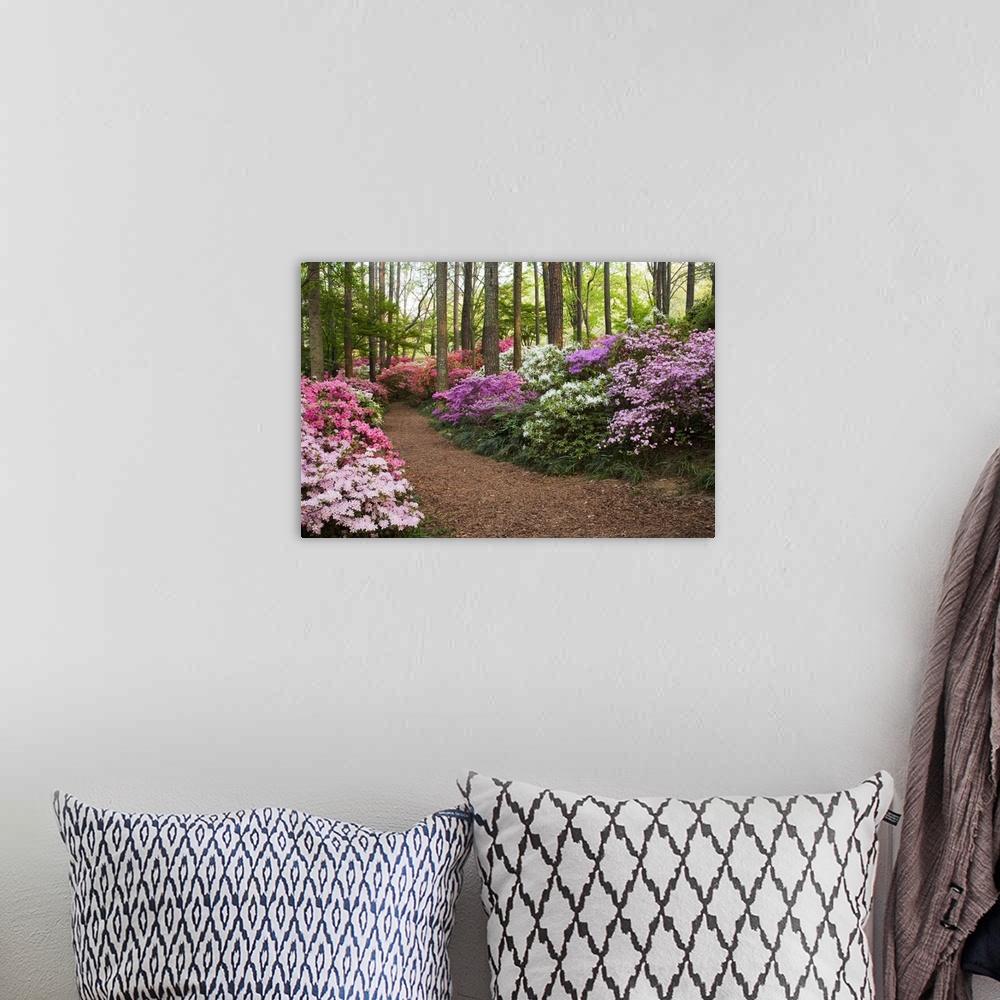 A bohemian room featuring USA, Georgia, Pine Mountain. A pathway through azaleas and rhododendrons.
