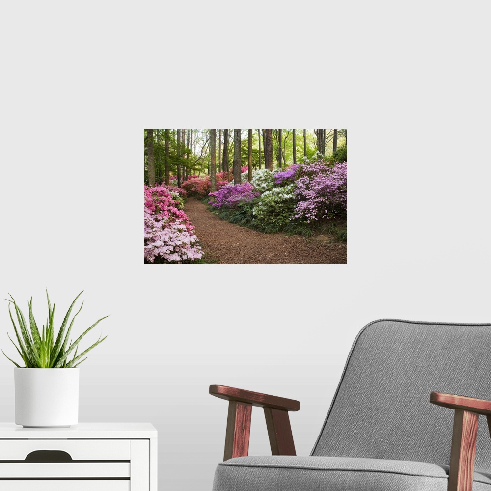 A modern room featuring USA, Georgia, Pine Mountain. A pathway through azaleas and rhododendrons.